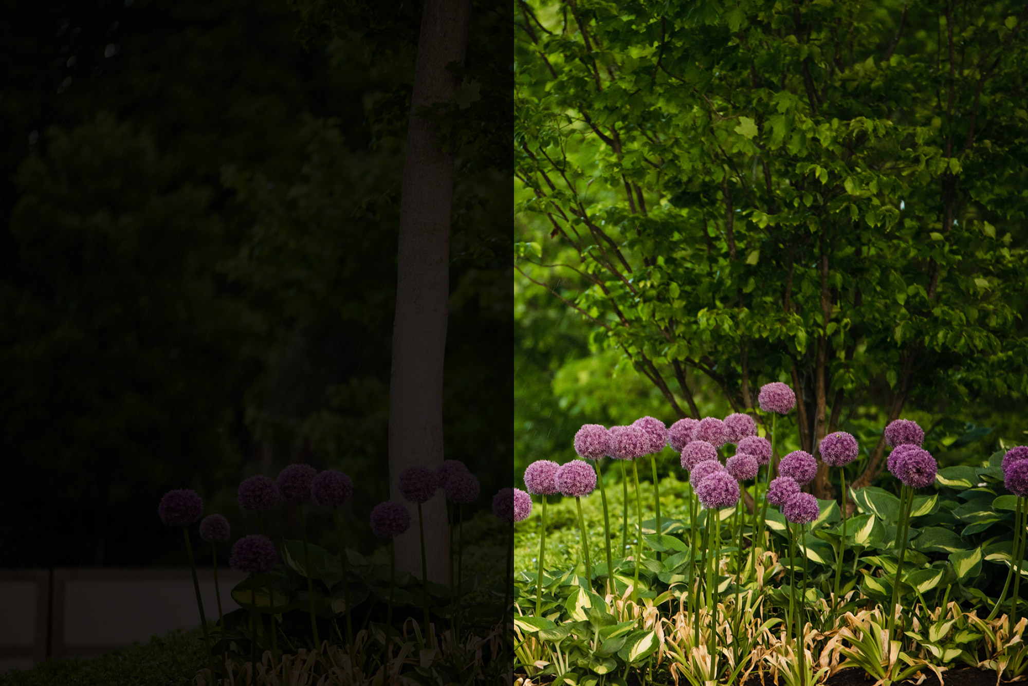 Detail of flower garden, trees and shrubs