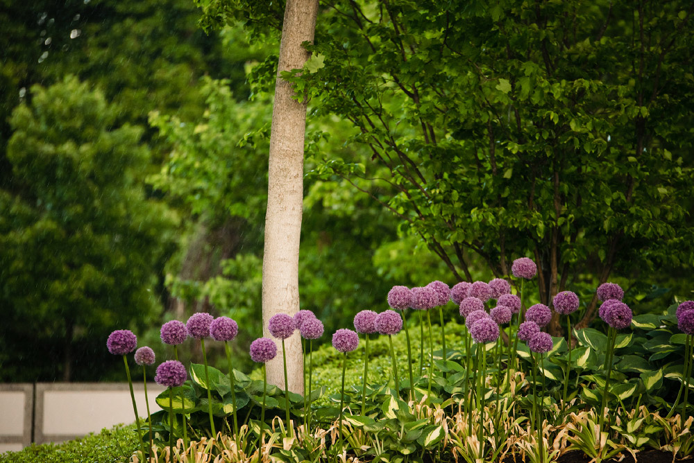 Detail of flower garden, trees and shrubs